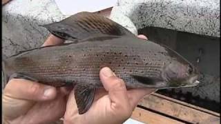 Saving Grayling