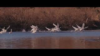 川島町越辺川白鳥飛来地　コハクチョウの午前中 Morning with Swans