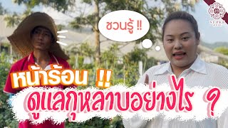 หน้าร้อนดูแลกุหลาบอย่างไร ให้ไม่ตาย ?