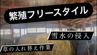 春の陽気包まれて……雪や氷が溶けて水が通路に侵入。牛大好き株式会社ファームスズキ【なおちゃんねる】