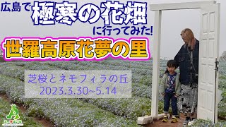 広島で極寒の花畑に行ってみた‼️世羅高原花夢の里〜芝桜・ネモフィラの丘〜