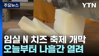 '임실N치즈 축제'에서 치즈와 국화의 향연 펼쳐져 / YTN