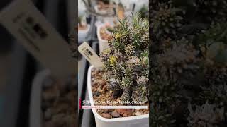 【麒麟坊】大戟品種介紹 稀有 多寶塔 Euphorbia melanohydrata