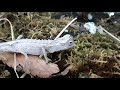 세상에서 가장 작은 카멜레온 국내 최초 탄생 smallest chameleon in the world