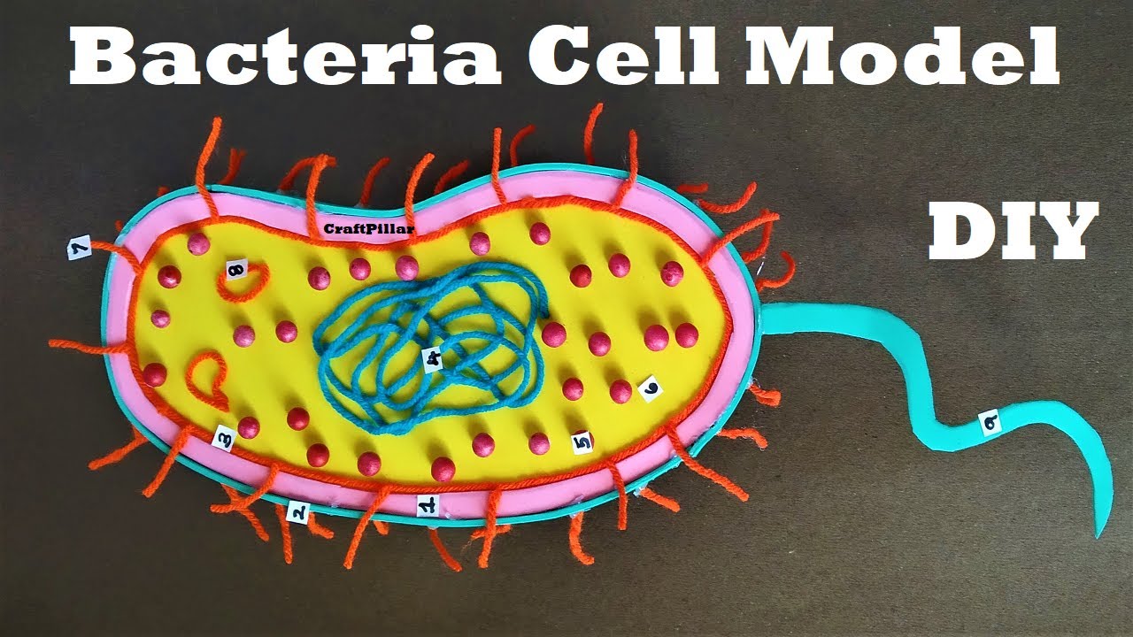 Bacteria Cell Science Project 3d Project Diy At Home Craftpiller