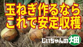 玉ねぎの育て方。玉ねぎの土作り、苗選び、植え付け、追肥と止め肥、収穫タイミングと保存のポイントを紹介します。9/4