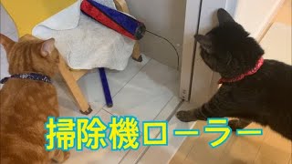 掃除機ローラーと戦う猫の反応が面白い【モカラテミルクのほっとTIME#106】