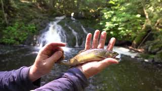 Discovering - Brookies in the Porkies.  Beeswax.