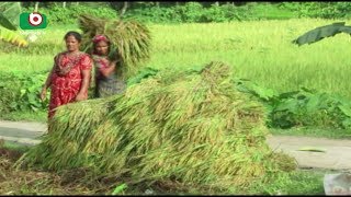 ময়মনসিংহে আউশের বাম্পার ফলনে কৃষকের মুখে হাসি | Mymensingh | Bangla News | Shimu | 16Sep18