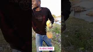Pineapple business at 14falls thika kenya