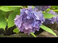 柳谷観音 楊谷寺 あじさいと花手水 youkoku ji temple hydrangea