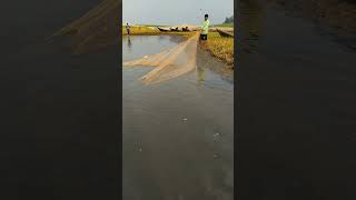 জাল টানতে থাকে #shortvideo #fishing #fish