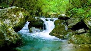 Mountain Stream Flowing 24/7. Forest Stream. Flowing Water. White Noise, Nature Sounds for Sleeping.