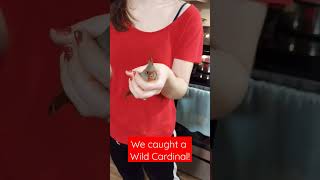 We caught a wild cardinal!