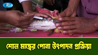 বিলুপ্ত প্রায় শোল মাছের কৃত্রিম প্রজনন কৌশল | Artificial Reproduction of Shoal Fish | Rtv Krishi