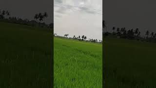 பசுமையான வயல் 🌲🌲🌲