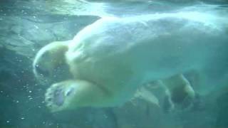 イワン＆サツキ仲良くプール(旭山動物園 ホッキョクグマ)~Polar Bears