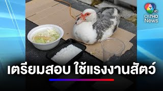 คนไทยใจอ่อน ! ช่องโหว่ขบวนการจับสัตว์เรี่ยไรเงิน | สนามข่าวเสาร์-อาทิตย์