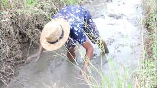 wow Amazing Fishing - Cambodia Traditional fishing - How to Catches Fish (Part 112)