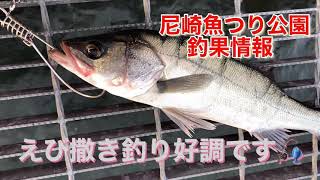 マイワシ絶好調！！尼崎魚つり公園fishingmax武庫川店