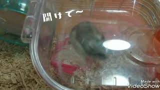 【くるみん】くるみにクルミをあげてみた🐹【ハムスター】