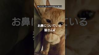 【#484#shorts】鼻についたヨーグルトがなかなか取れない猫さんw #こねこ #ねこ #meow #mew