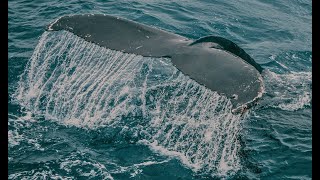 Underwater whale Sounds -40 Minute Ambient Soundscape 2023