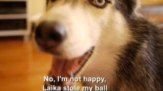 Mishka the Talking Husky is not Happy! - SUBTITLED