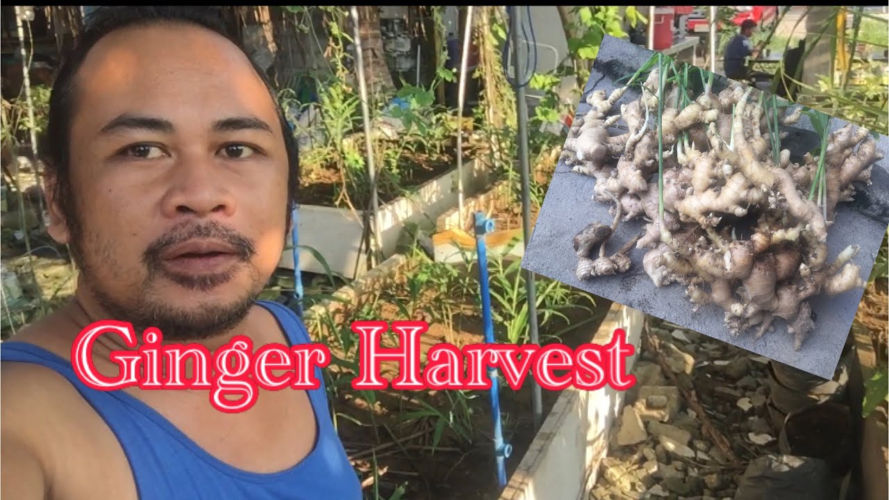 Ginger Harvest Youtube
