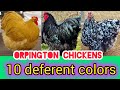 Large Orpington chicken 10 deferent colors | Orpington chickens | buff Orpington chicken | Orpington