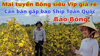 Mai Bông chùm Siêu đẹp  chủ vườn tuyển bông bán lẻ ship toàn quốc giá rẻ rề