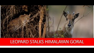 Leopard stalks Himalayan Goral : Lansdowne (Uttarakhand)