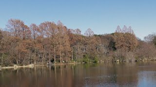 【散策】まだメタセコイアの紅葉も見られます　１月２２日の石神井公園（三宝寺池地区）２（２０２５年１月２２日（水）撮影）