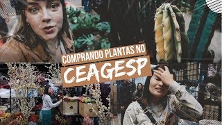 PERDENDO o CONTROLE com PLANTAS no CEAGESP com Joyce Kitamura! 🌵