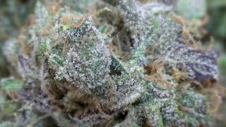 Purple Kush Strain Review