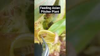 Feeding Asian Pitcher Plant #plants #carnivorousplant #houseplants #nature