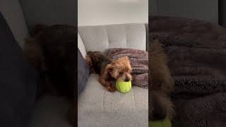 Playing puppy #yorkie #puppy #dog