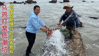 【阿向赶海】 耗资120打窝底潮坑 与潮水竞速猛货抓到起飞 一大桶靓货大卖1500