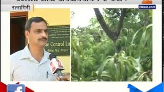 Ratnagiri : Heavy Loss Of Mango Farms