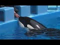 シャチ　アースくんとリンちゃん　上陸もお得意です　【名古屋港水族館】killer whale port of nagoya public aquarium