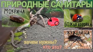 Природные САНИТАРЫ / Кто это и зачем они нужны?