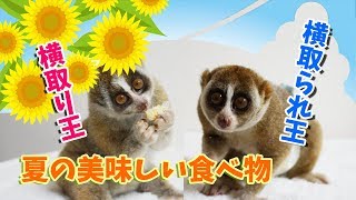 美味しい季節（スローロリス・こじろう＆りんころもち）#246