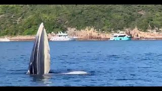 西貢鯨魚．直播｜下午01直擊鯨蹤再現｜01直播｜西貢