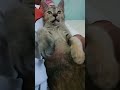 kucing lucu #shorts #catlife #cat #catlove #catvideos #youtubeshorts #fypシ