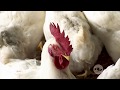 Conozca el manejo para un gallo reproductor - La Finca de Hoy