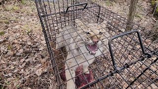 Bobcat Live Trap Release 2023