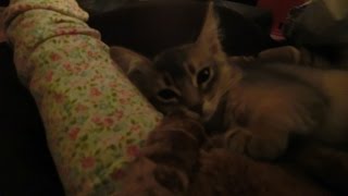 【生後79日】真夜中★子猫のもみもみちゅっちゅ-kitten kneading【ふみふみ猫ミレイ】