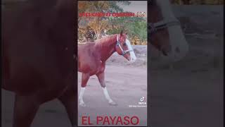 🐎🔥CORRIDO🎶 EN HONOR AL PAYASO🤡🎪🩶