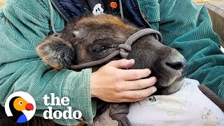 Baby Bison Follows Her Rescuer Everywhere | The Dodo