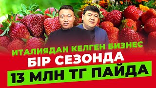 Сезонында 13 млн тг ТАЗА пайда қалатын Құлпынай шаруашылығы. | Ауыл шаруашылығы.